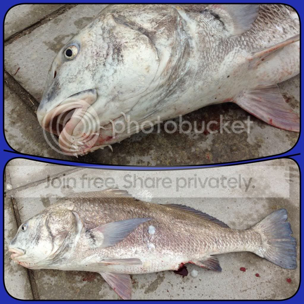 Seawolf Park before the oil spill... | 2 Cool Fishing Forum